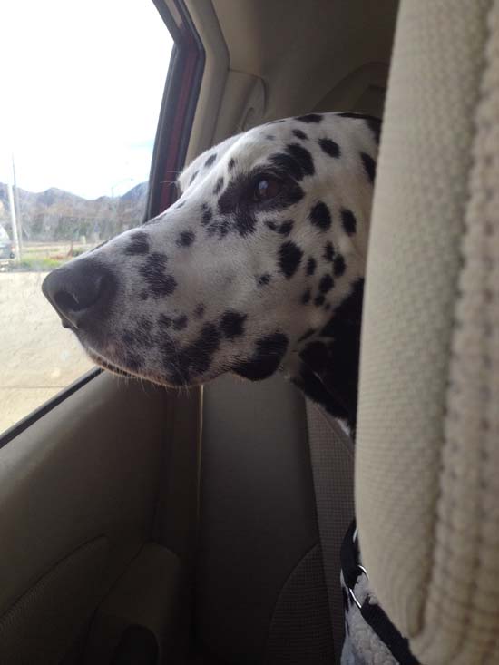 dalmatian dog in a car