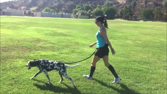 running with dogs - pully pup hands free running leash 