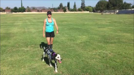 running with dogs - pully pup hands free running leash