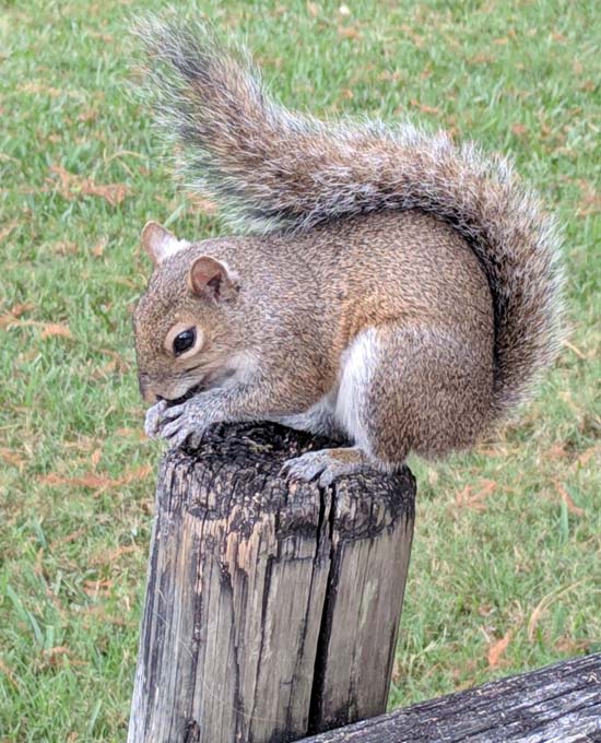 squirrel at Fort Wilderness Resort