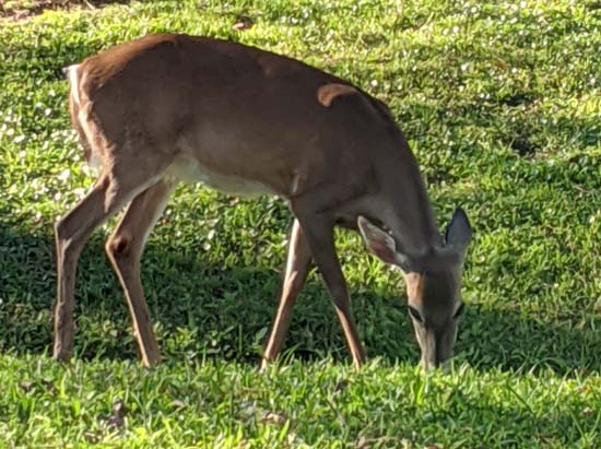 Deer grazing on ground at Fort Wilderness Resort